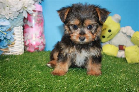 Yorkshire Terrier Puppies For Sale .